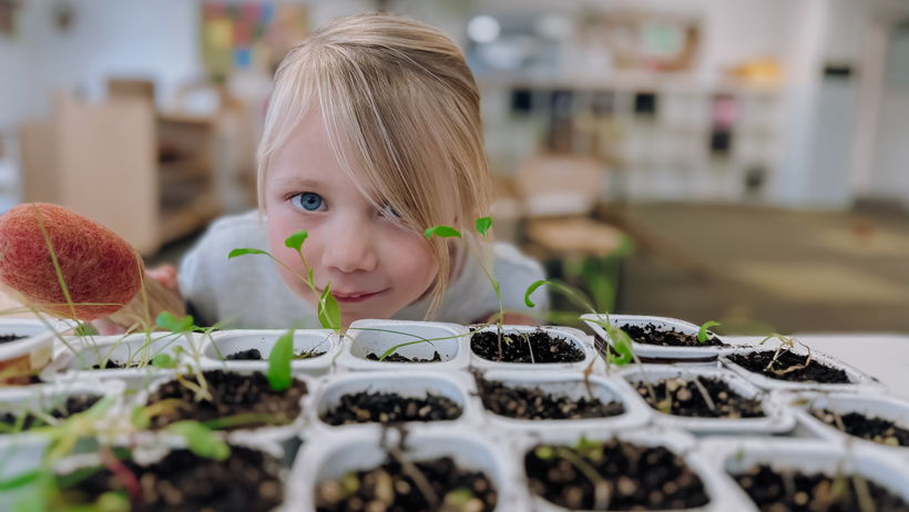 Child looking over some seedling plants in the prep room at Little Wonders in Timaru
